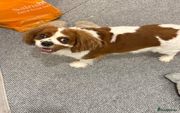 Cavalier King Charles Spaniel dogs for sale: Tilly  - Image 1