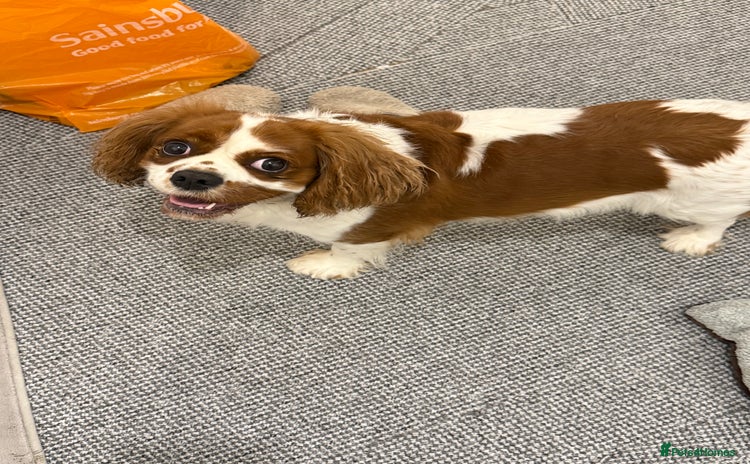Cavalier King Charles Spaniel dogs - Advert 5