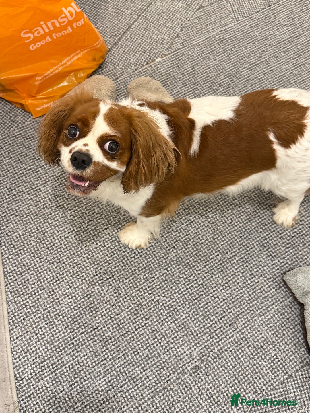 Cavalier King Charles Spaniel dogs for sale: Tilly  - Image 1