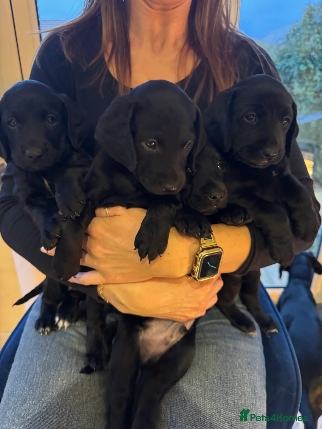 Mixed Breed dogs for sale: CockerDoodleDoo in Market Harborough - Advert 17