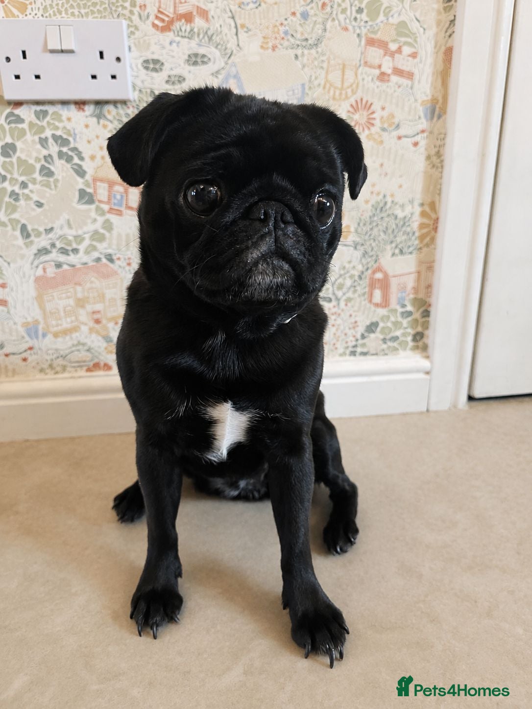 Pug dogs Susie the Cuddlebug Pug - Advert 1