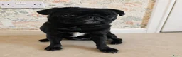 Pug dogs for sale: Susie the Cuddlebug Pug in Doncaster - Advert 1