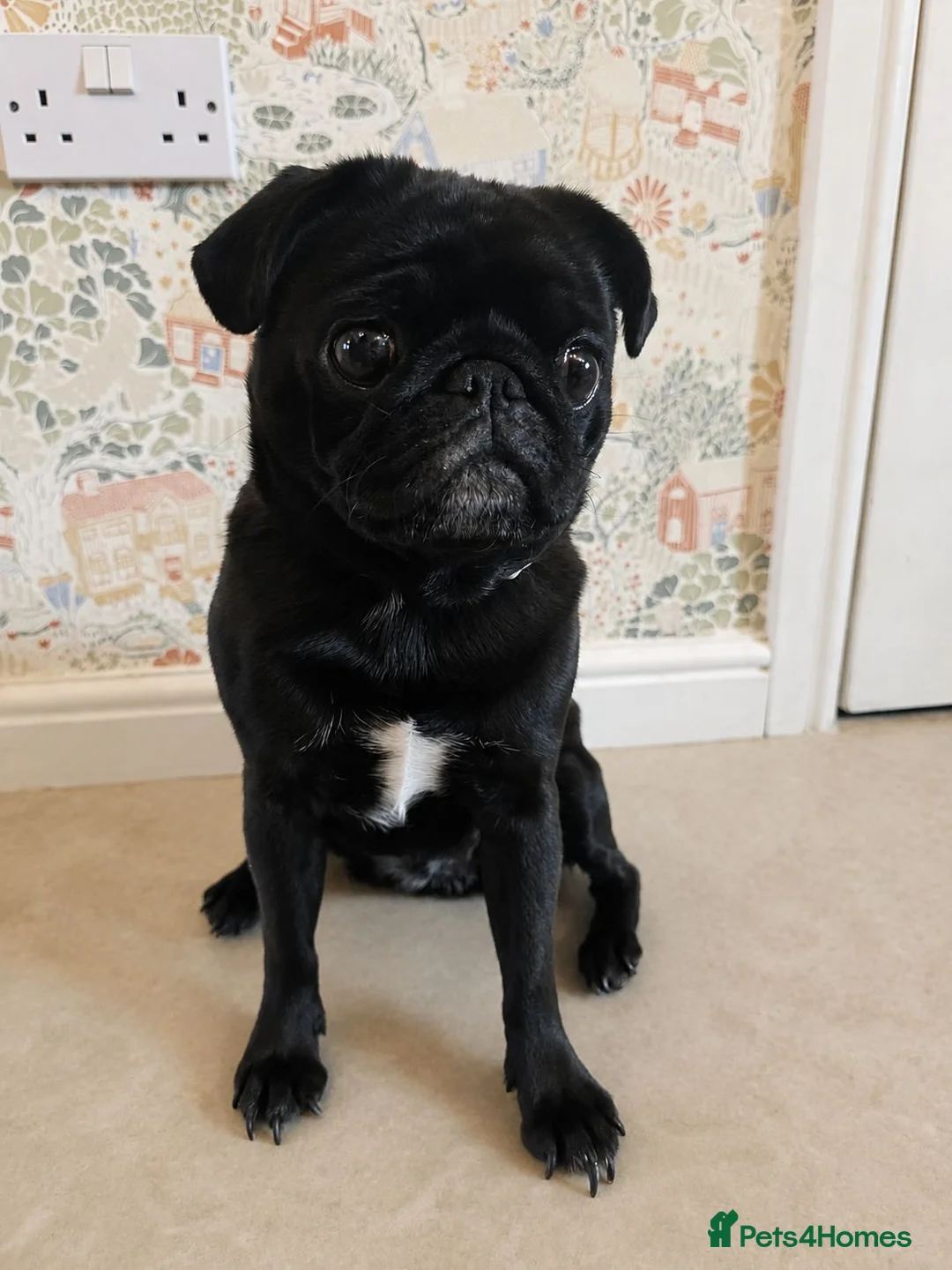 Pug dogs for sale: Susie the Cuddlebug Pug in Doncaster - Advert 1