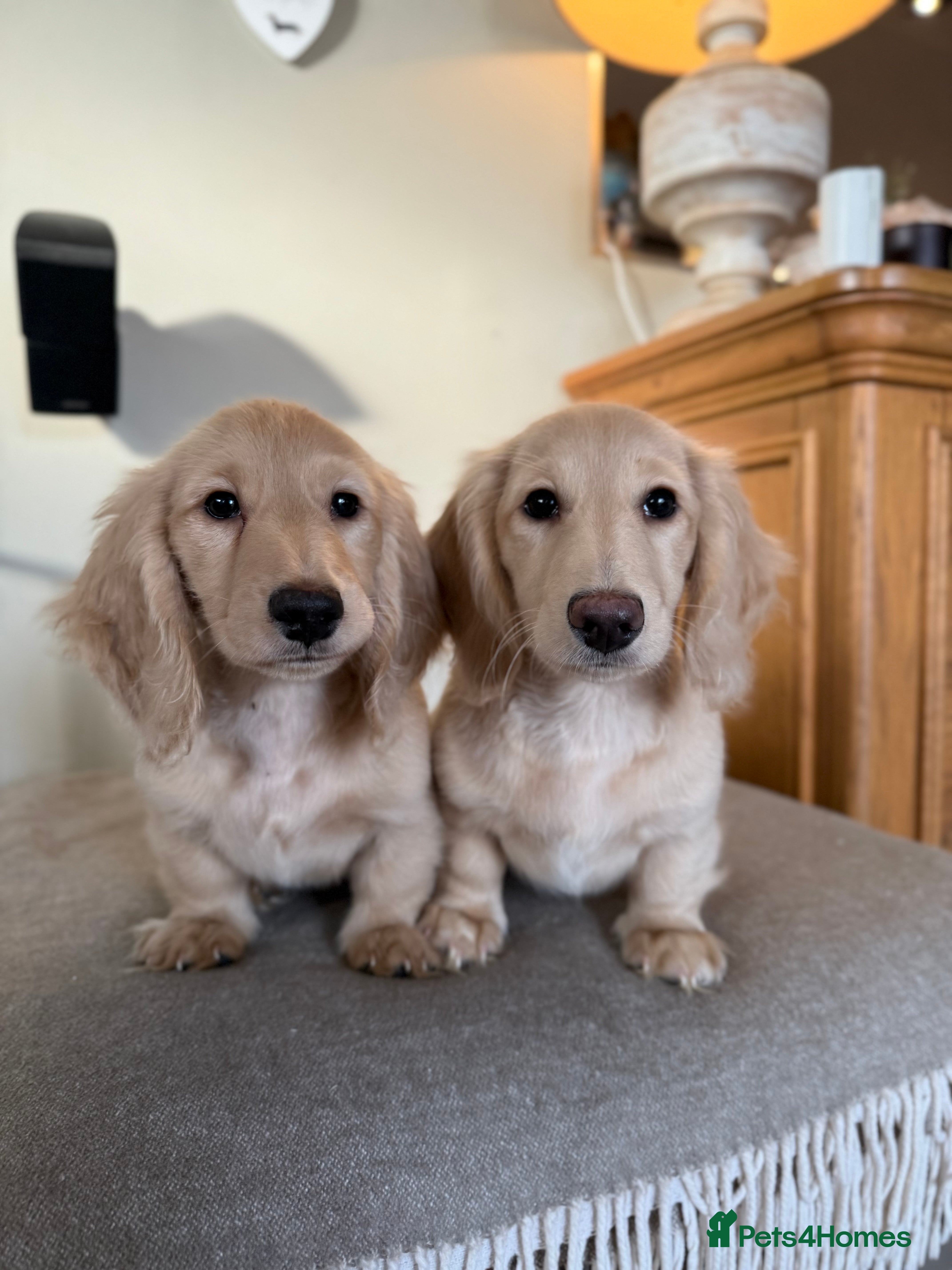 Miniature Dachshund dogs Beautiful Cream Mini Long Haired Dachshund Pups 🐾 - Advert 1