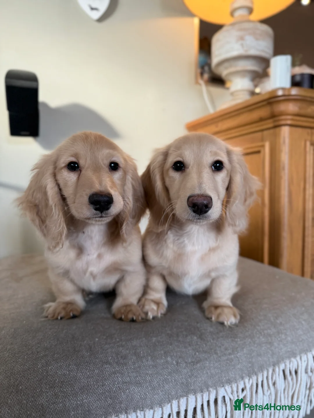 Miniature Dachshund dogs for sale: Beautiful Cream Mini Long Haired Dachshund Pups 🐾 - Advert 1