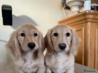 Miniature Dachshund dogs Beautiful Cream Mini Long Haired Dachshund Pups 🐾 - Advert 1