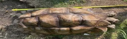 Tortoise reptiles for sale: 10 year old male sulcata tortoise  - Advert 6