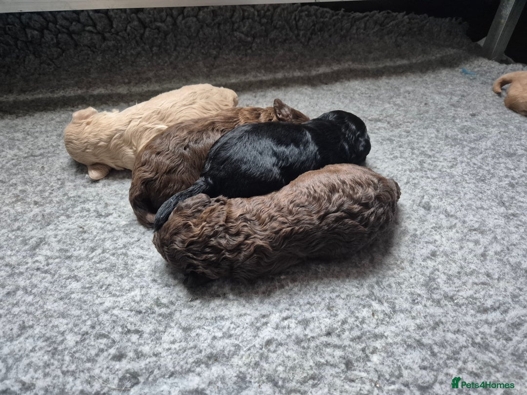 Labradoodle dogs for sale: Stunningly adorable f2b labradoodles! - Advert 30