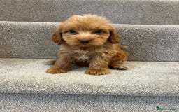 Cockapoo dogs for sale: Cockapoo puppies ready now  - Image 8