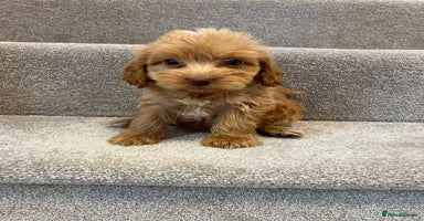 Cockapoo dogs - Advert 8