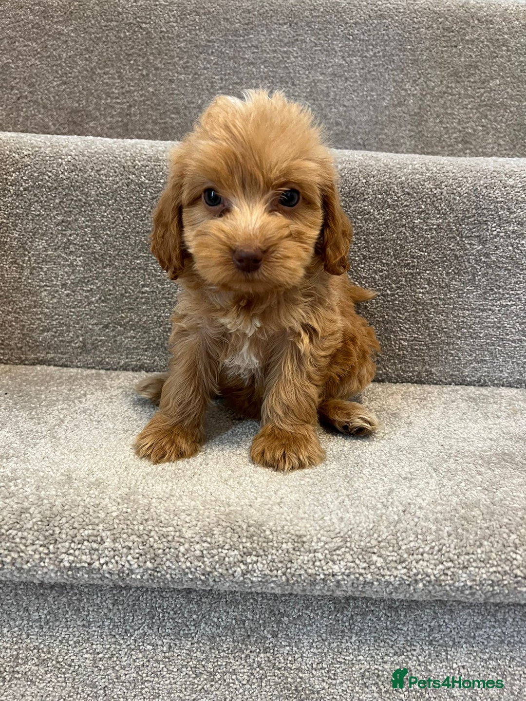 Cockapoo dogs for sale: Cockapoo puppies ready now  - Image 8