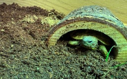 Hermann Tortoise reptiles for sale: 1 year old Hermann tortoise - Image 3