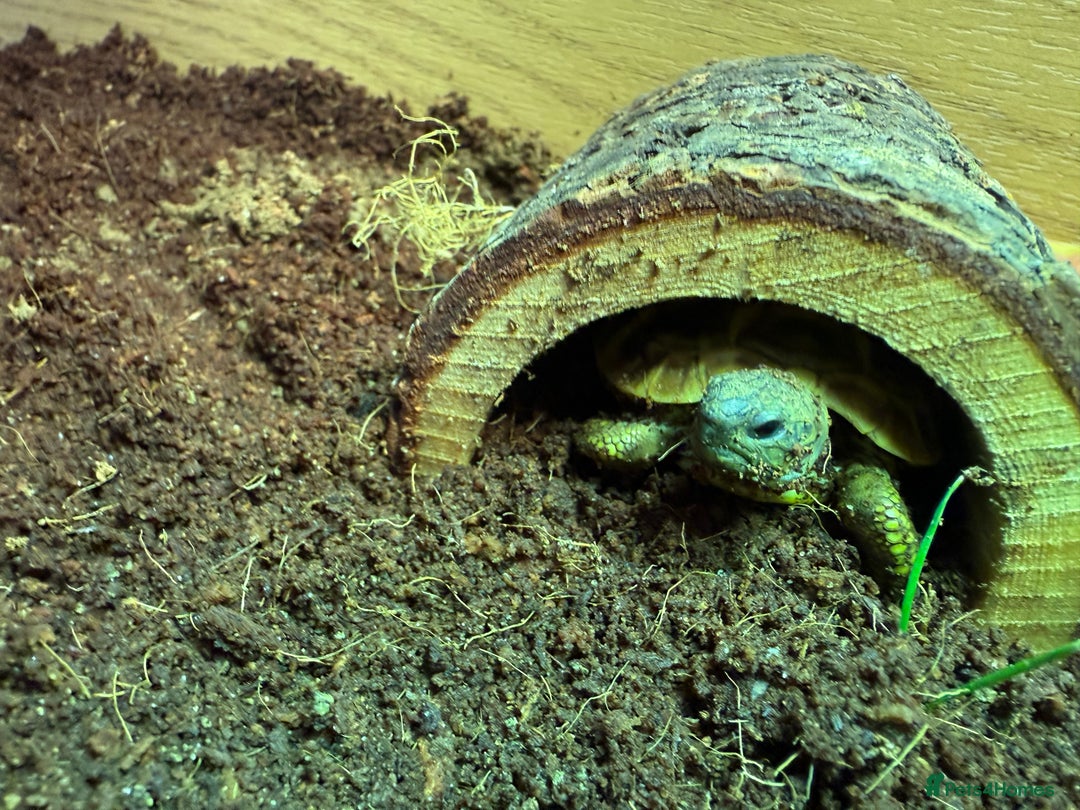 Hermann Tortoise reptiles for sale: 1 year old Hermann tortoise - Image 3
