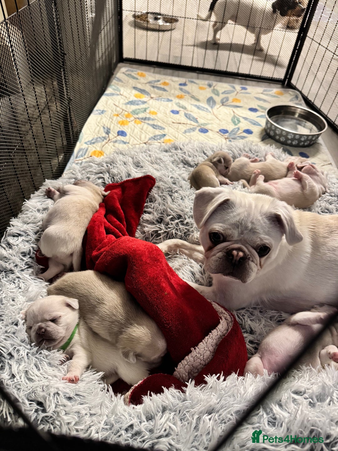 Pug dogs for sale: beautiful rare colour pug puppies - Advert 9