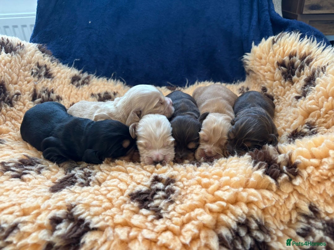 Cocker Spaniel dogs for stud: TRUE TO TYPE- Chocolate & Tan Show Cocker Spaniel in Holywell - Image 23