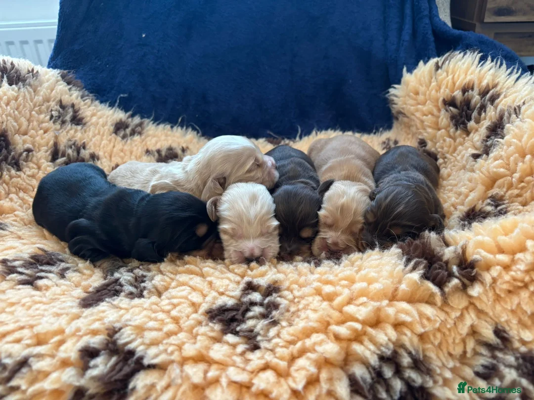 Cocker Spaniel dogs for stud: TRUE TO TYPE- Chocolate & Tan Show Cocker Spaniel in Holywell - Advert 23