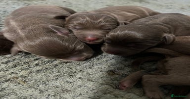 Labrador Retriever dogs - Advert 4