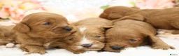 Cavapoo dogs for sale: *HEALTH TESTED* CAVAPOOS - Advert 19