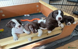 Mixed Breed dogs for sale: Chi sprocker  - Image 8