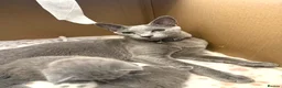 Russian Blue cats for sale: ✨ Beautiful Pedigree Russian Blue Kittens ✨ - Advert 14