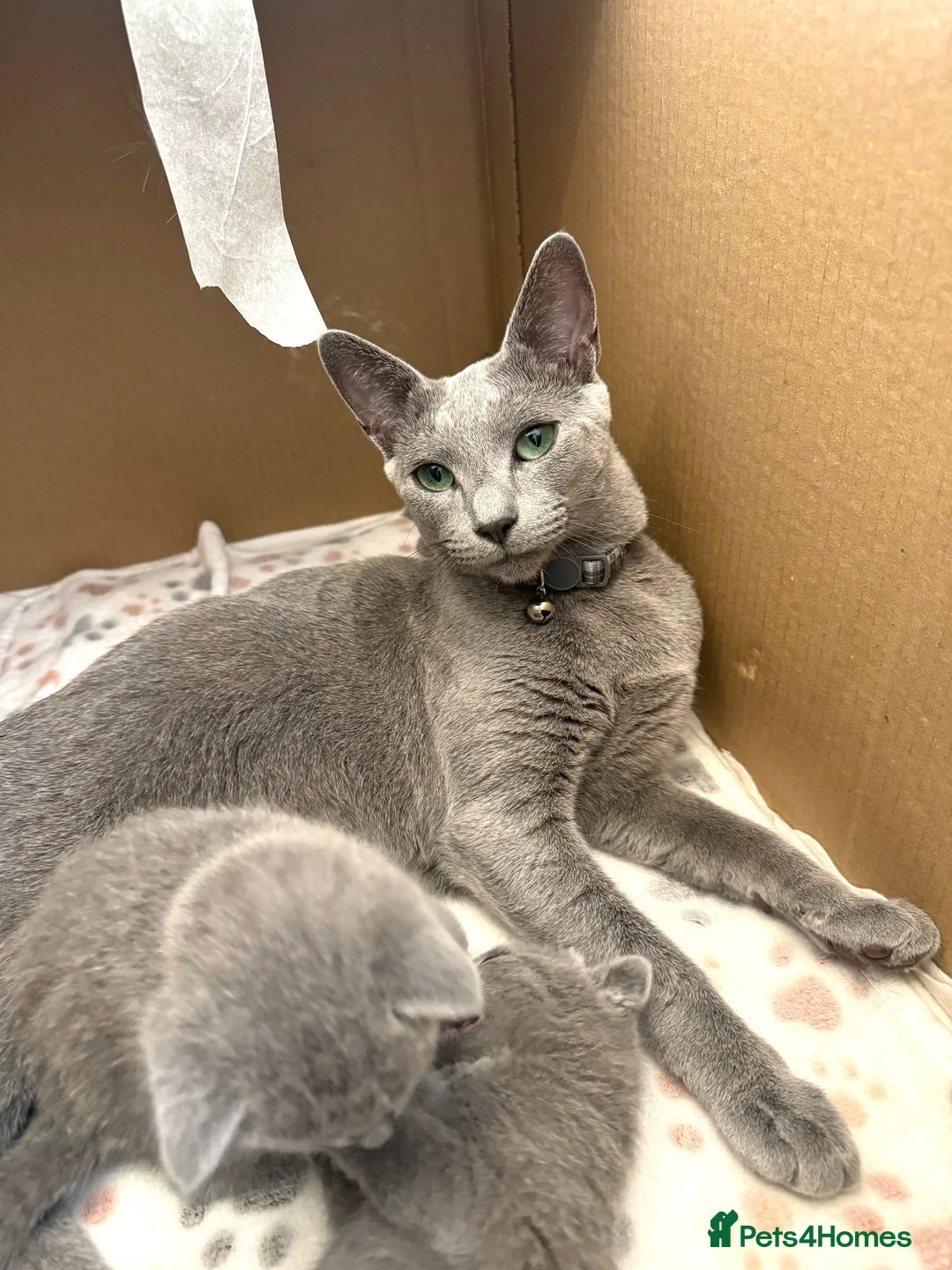 Russian Blue cats for sale: ✨ Beautiful Pedigree Russian Blue Kittens ✨ - Advert 14