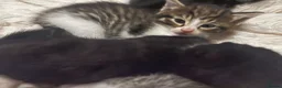 Mixed Breed cats for sale: 4 beautiful fluffy kittens, available now! - Advert 17