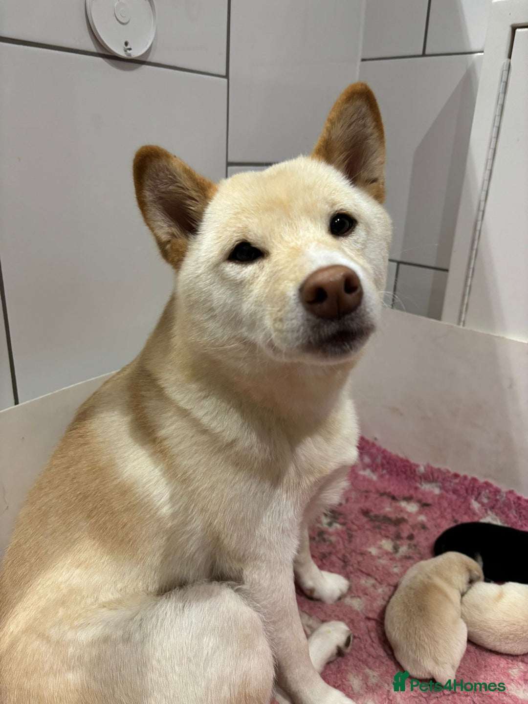 Japanese Shiba Inu dogs for sale: Shiba Inu Puppies – Top European Bloodlines UK KC - Advert 3