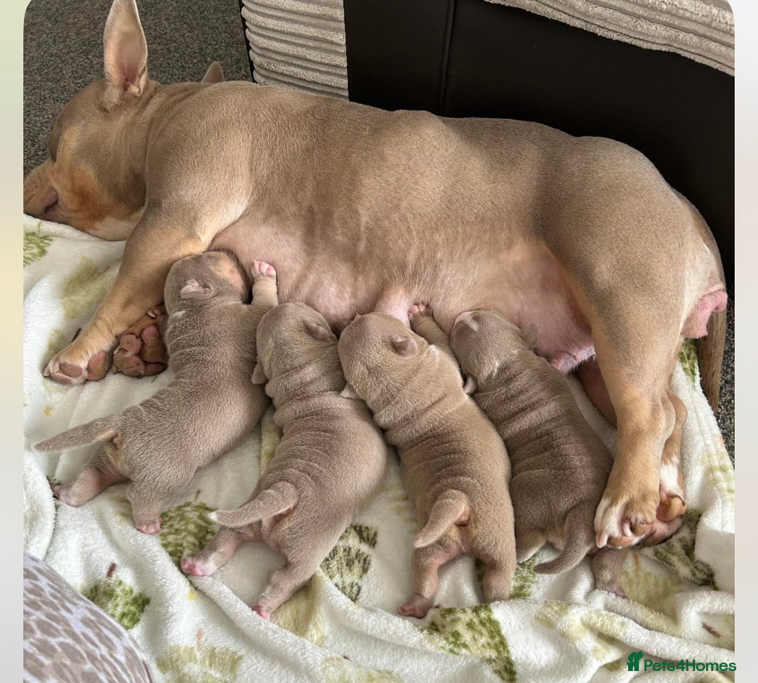 American Bully dogs for sale: Pocket bully female  - Image 7