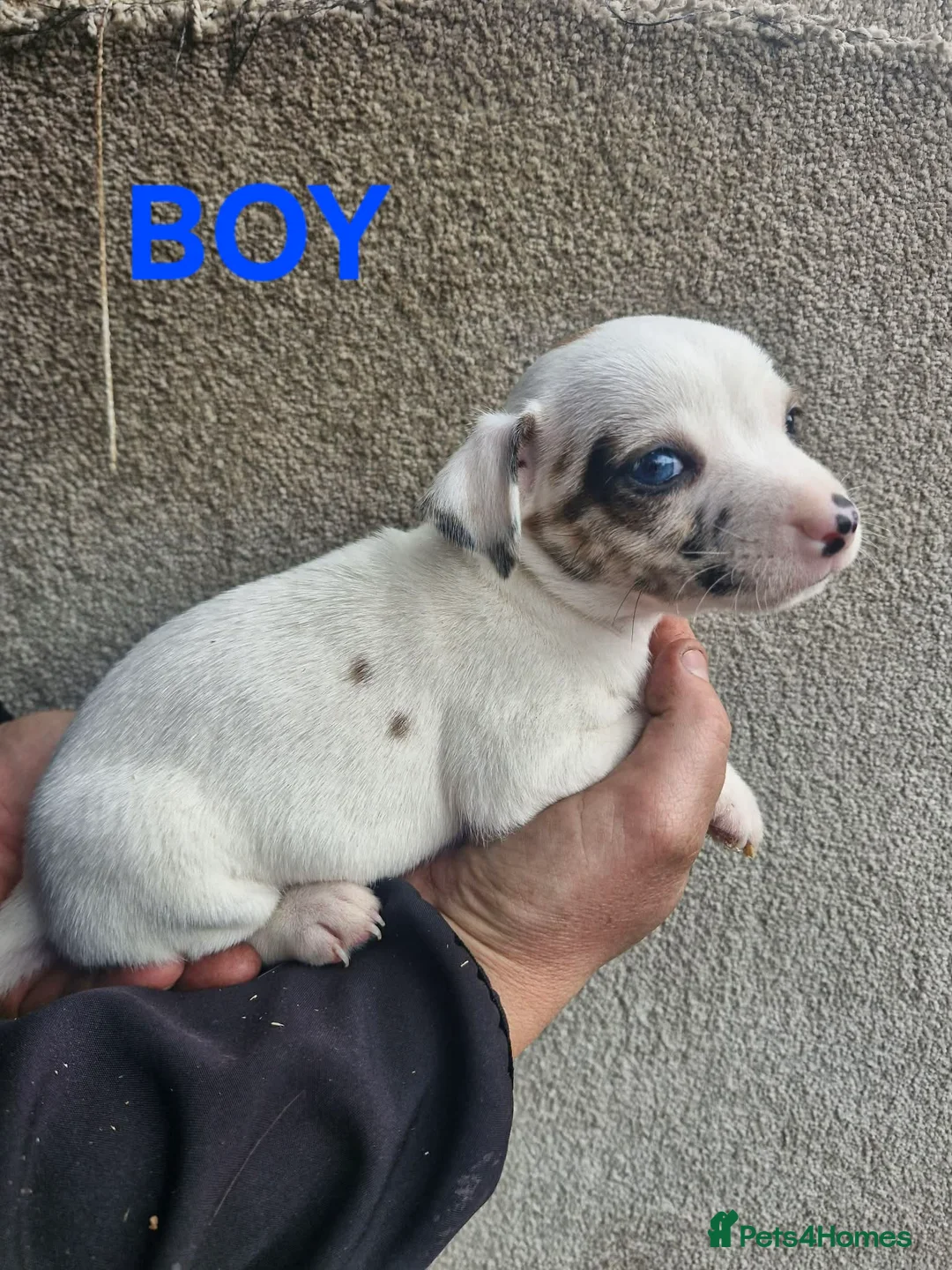 Jack Russell dogs for sale: Jack russels - Advert 2