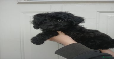 Cockapoo dogs READY NOW Toy f1b cockapoo  - Advert 3