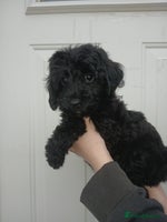 Cockapoo dogs READY NOW Toy f1b cockapoo - Advert 2