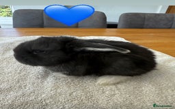 French Lop rabbits for sale: Stunning French lop babies  - Image 3