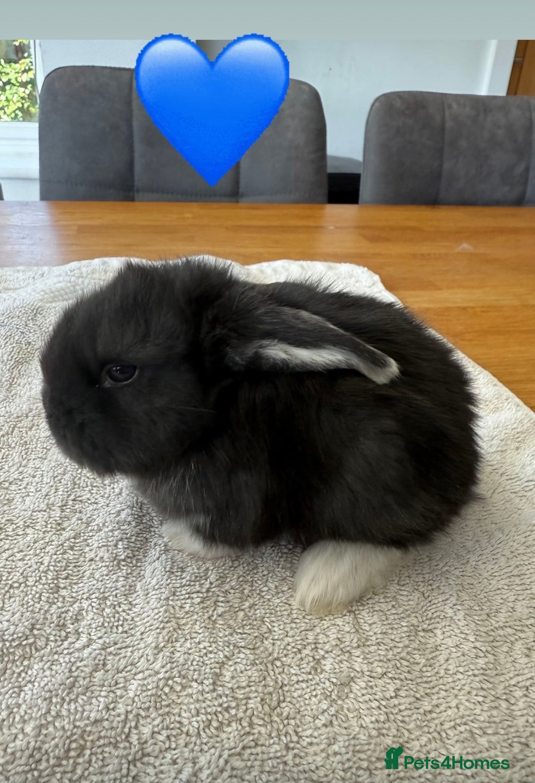 French Lop rabbits for sale: Stunning French lop babies  - Image 3