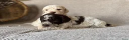 Lagotto Romagnolo dogs for sale: Kennel Club Registered Lagotto Romagnolo Puppies - Advert 6