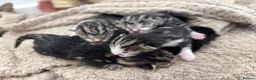 Mixed Breed cats for sale: 5 BEAUTIFUL KITTENS LOOKING FOR THEIR FOREVERHOMES in Worcester - Advert 12