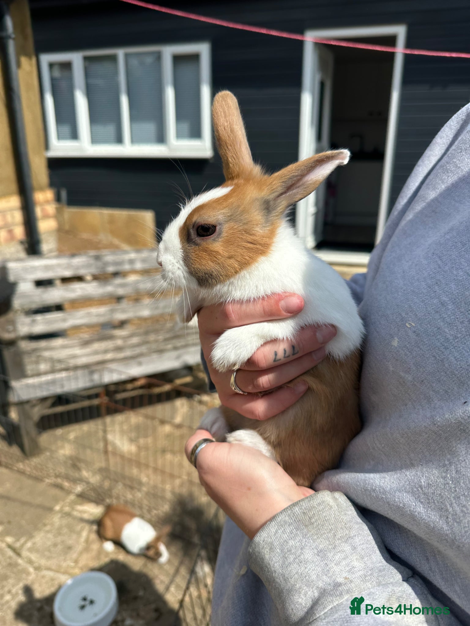 Rex rabbits Baby Dutch bunnies 10 weeks  - Advert 3