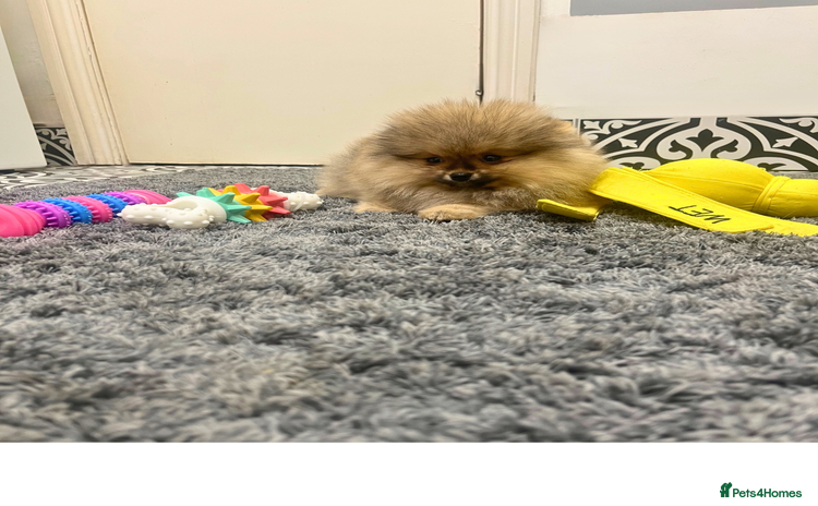 Pomeranian dogs 🔥Very Tiny Boy🧸Top Quality 💎 - Advert 16