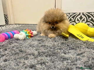 Pomeranian dogs 🔥Very Tiny Boy🧸Top Quality 💎 - Advert 13