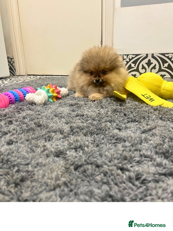 Pomeranian dogs 🔥Very Tiny Boy🧸Top Quality 💎 - Advert 16