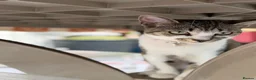 Domestic Shorthair cats for sale: Female Cat Our lucky queen  - Advert 10