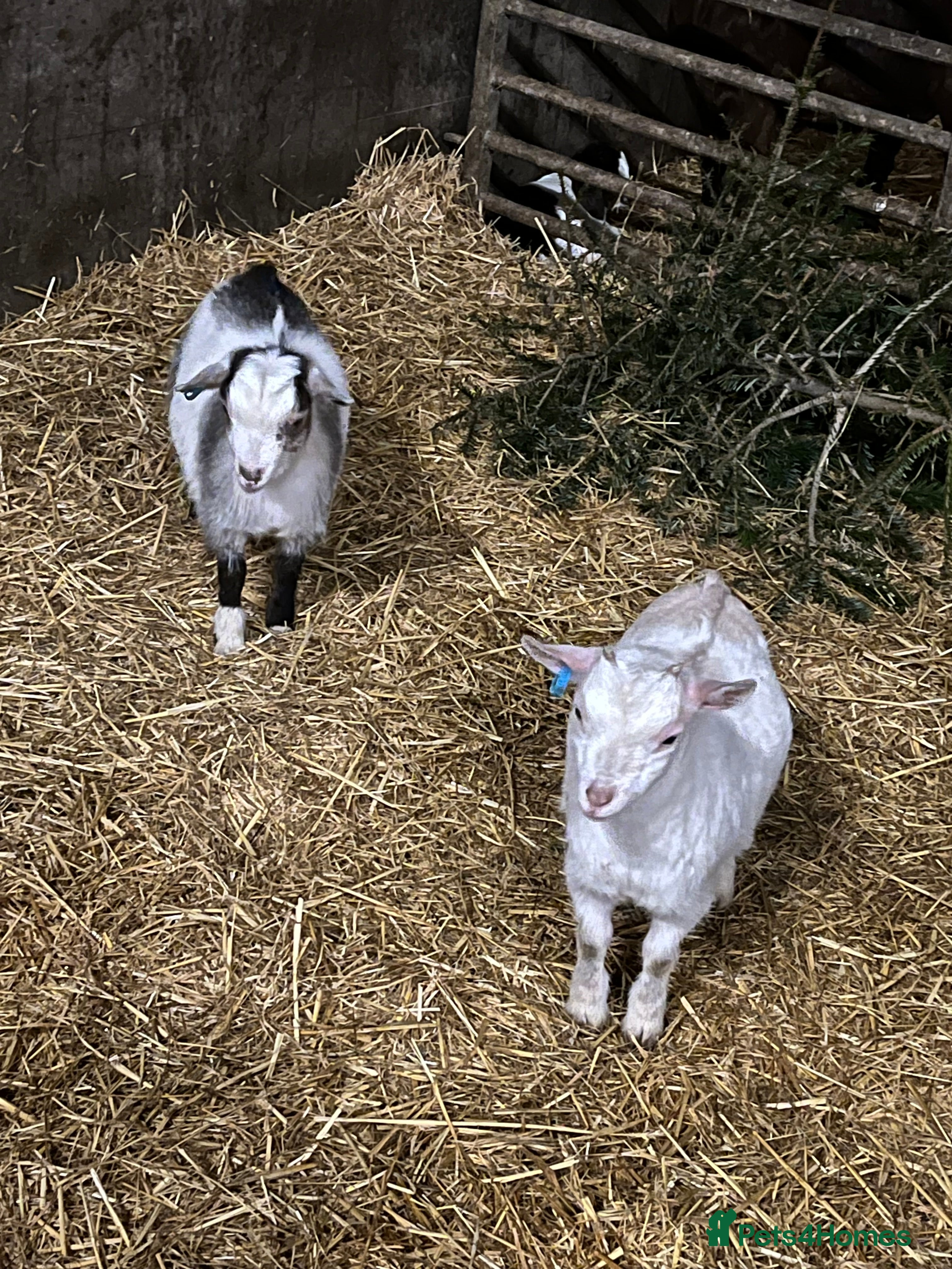 Goats livestock Pygmy goat kids - Advert 7