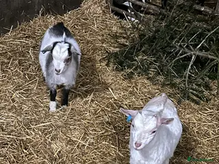 Goats livestock Pygmy goat kids - Advert 7
