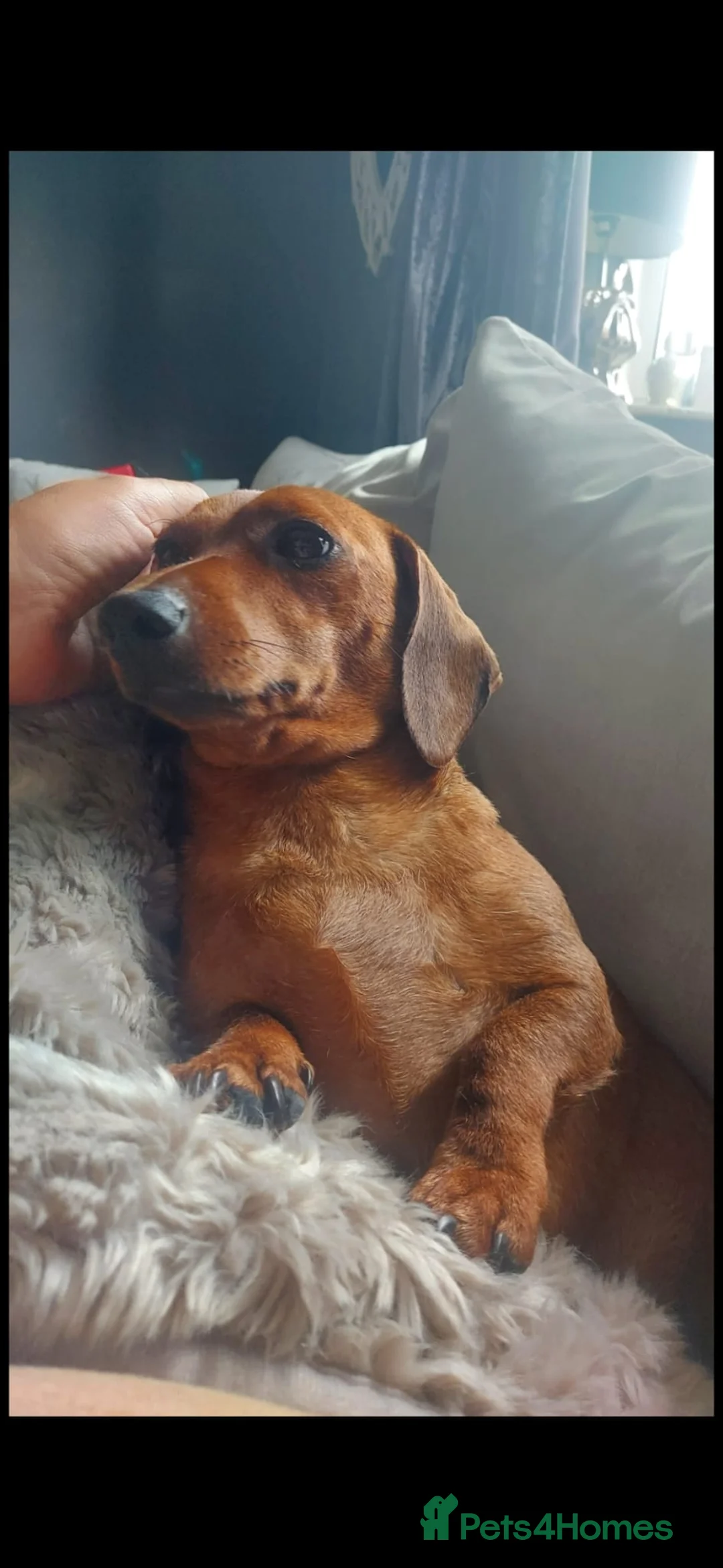 Mixed Breed dogs for sale: Beautiful shweenie babies - Advert 1