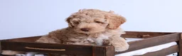 Australian Labradoodle dogs for sale: Australian Labradoodle - Advert 6