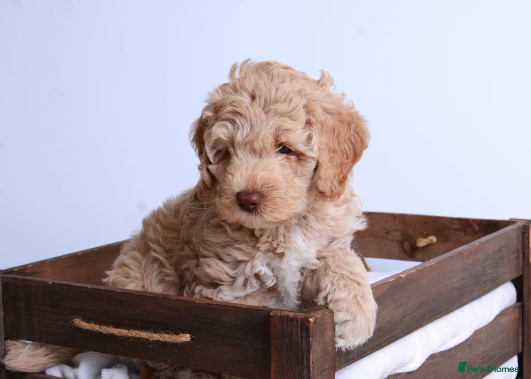 Australian Labradoodle dogs for sale: Australian Labradoodle - Advert 6