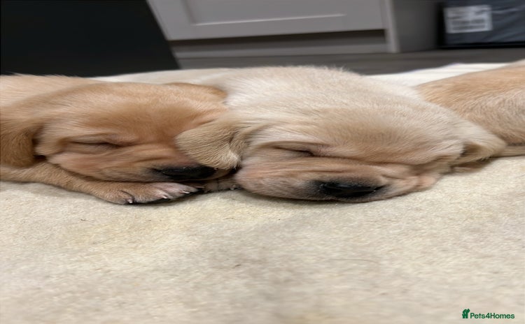 Labrador Retriever dogs Beautiful Labrador puppies  - Advert 1