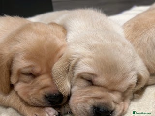 Labrador Retriever dogs Beautiful Labrador puppies - Advert 9