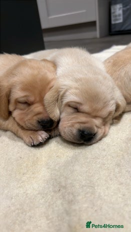 Labrador Retriever dogs Beautiful Labrador puppies - Advert 1