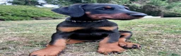 Dobermann dogs for sale: Mr Blue- A truly Free Range Doberman - Advert 32