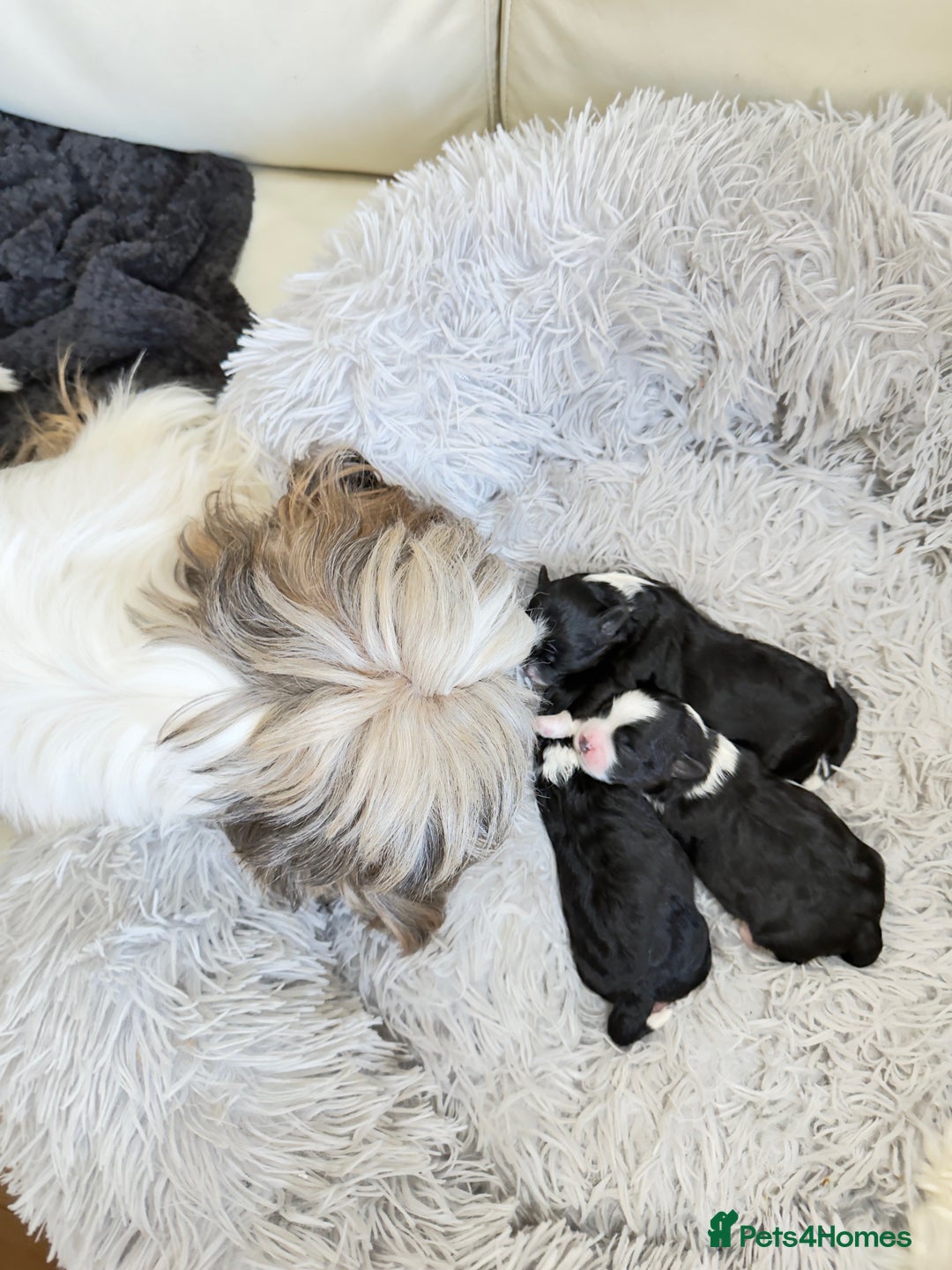 Shih Tzu dogs for sale: Shih Tzu Puppies – Vaccinated & Ready 30 Dec - Advert 9